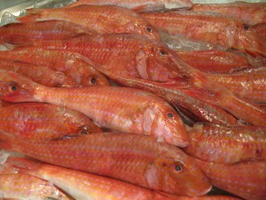 RED MULLET 1